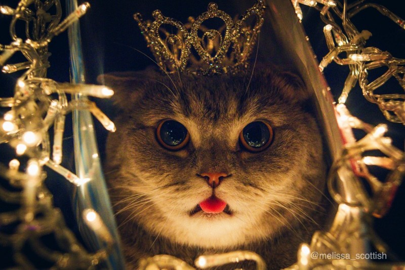 Кошка с короной на голове