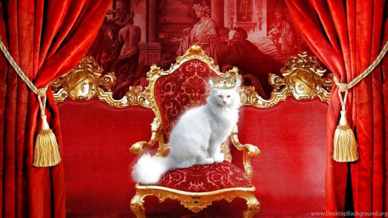 Кошка на троне