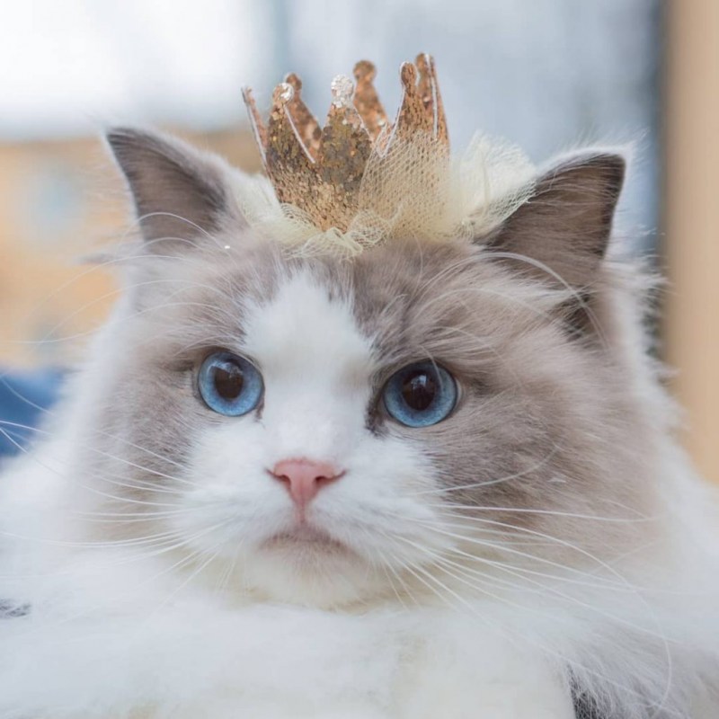 Кристина Хесс портреты кошек