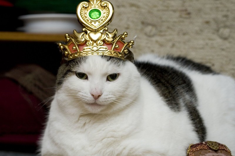 Сказочный мир кошек