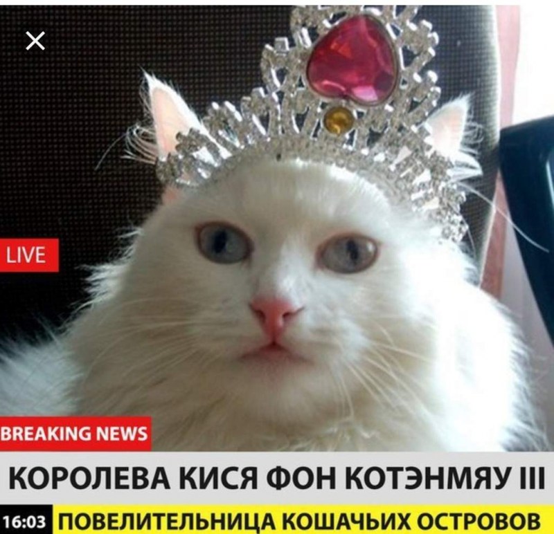 Котик с короной на голове