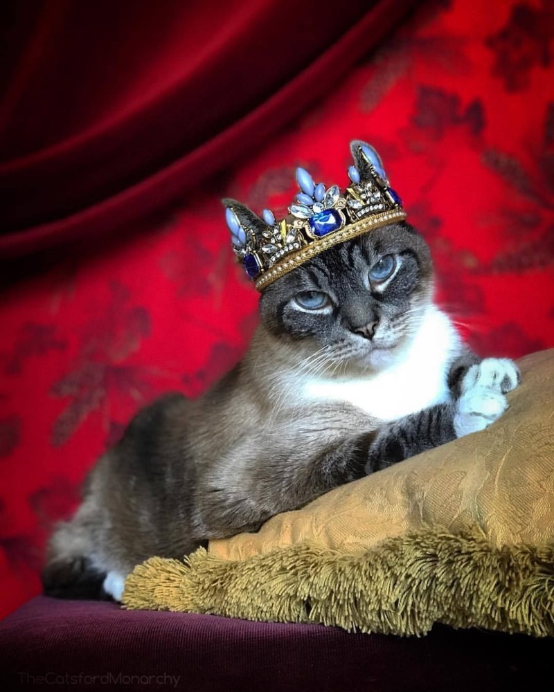 Котенок с короной на голове