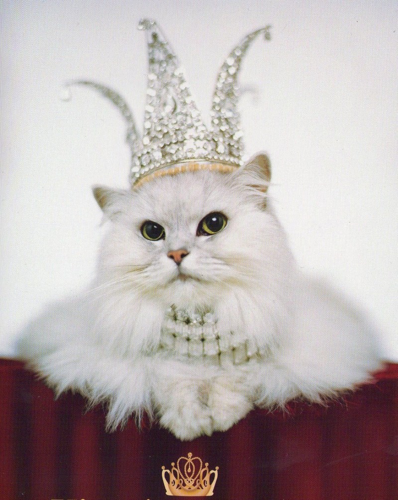 Кошка Королева