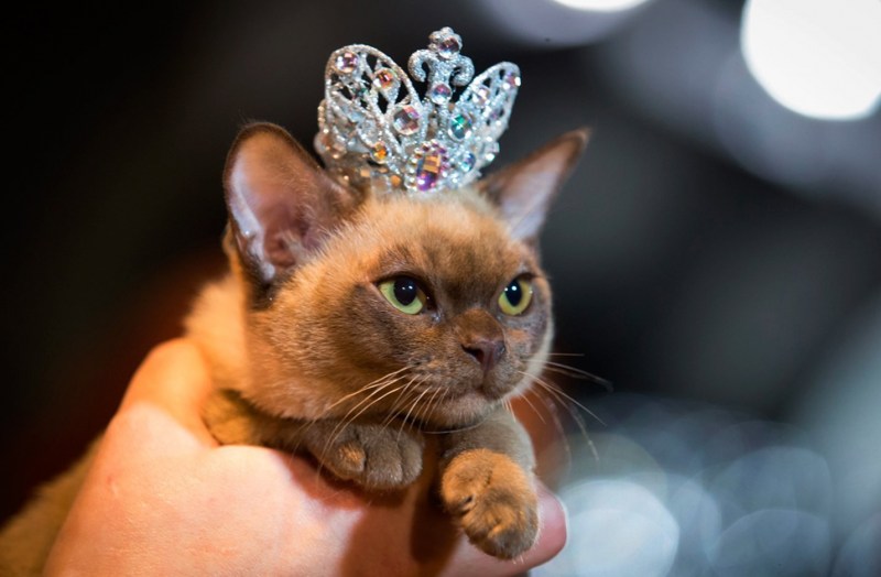 Фантастический кот