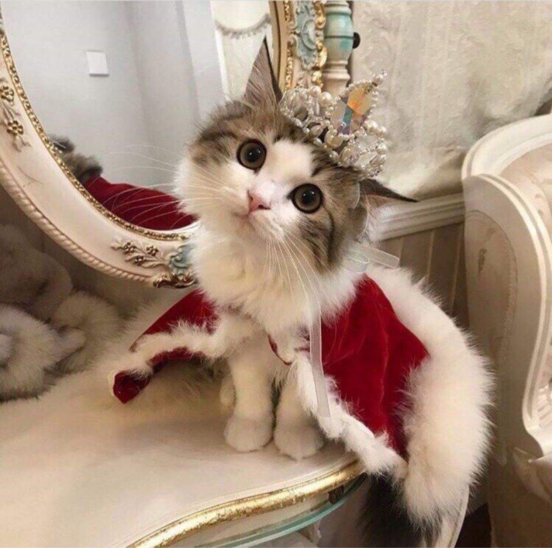 Милый кот с короной