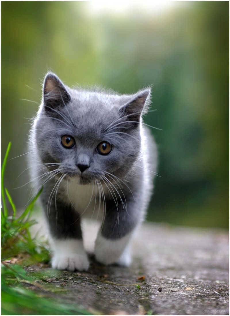 Красивые котики
