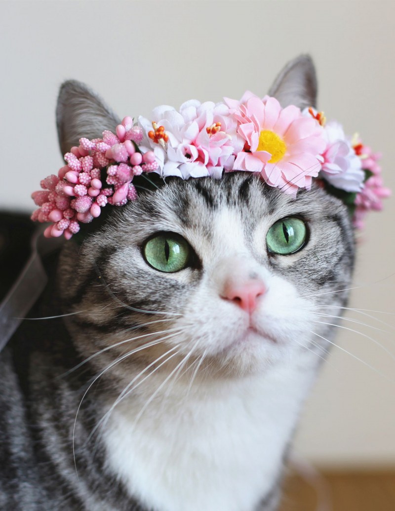 Котик с венком