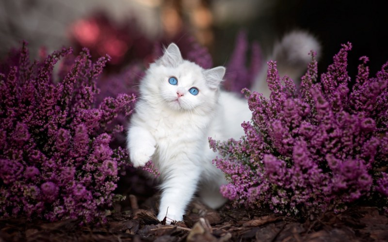 Котики в цветах