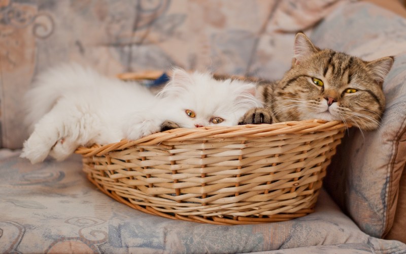 Корзинка для кошки