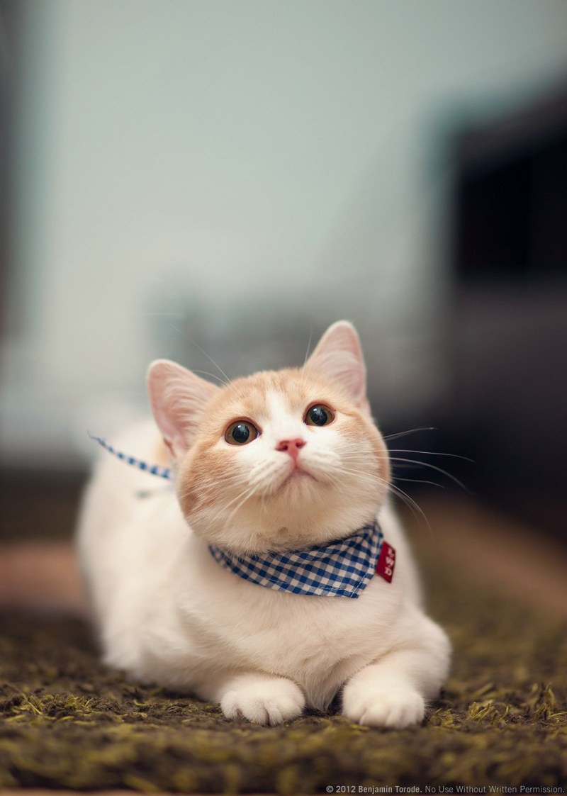 Очаровательные коты