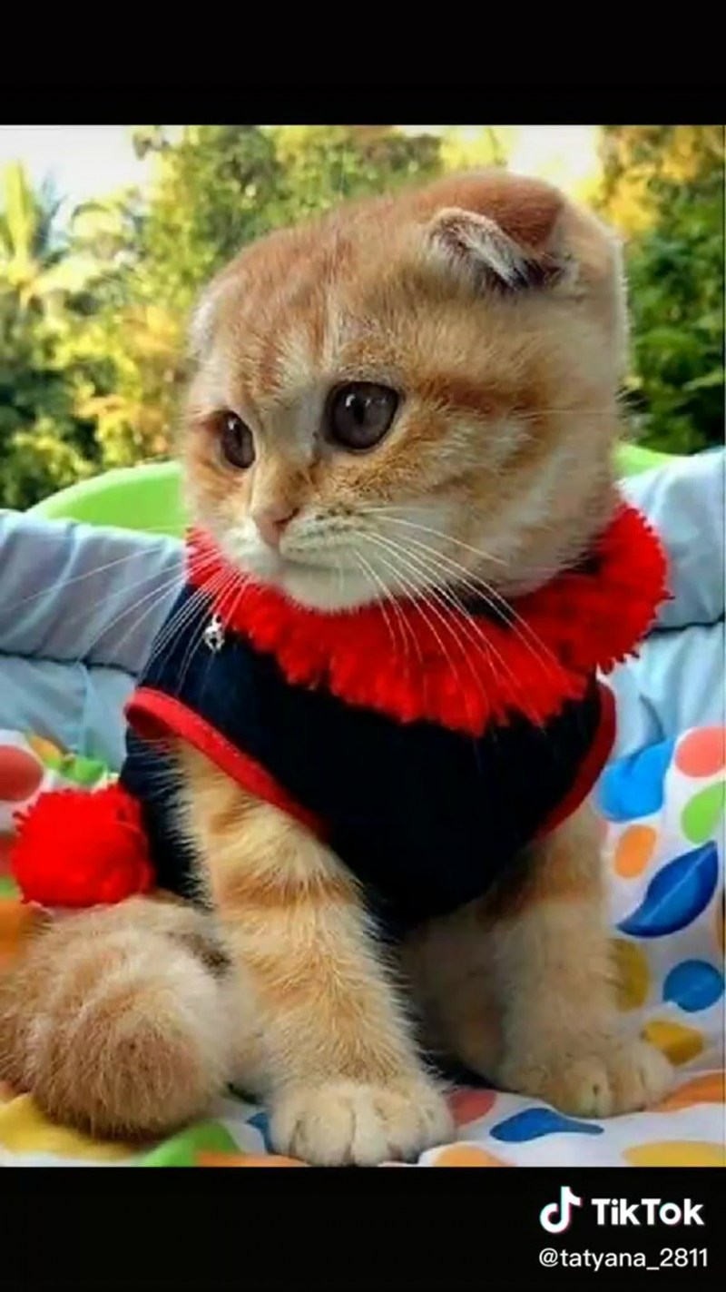 Кошка очаровашка