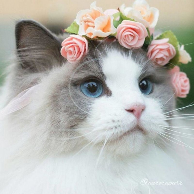 Кошка в веночке