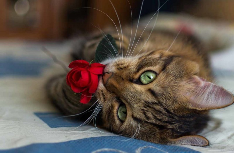 Милые котики