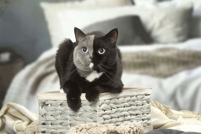 Химера кот Нарния