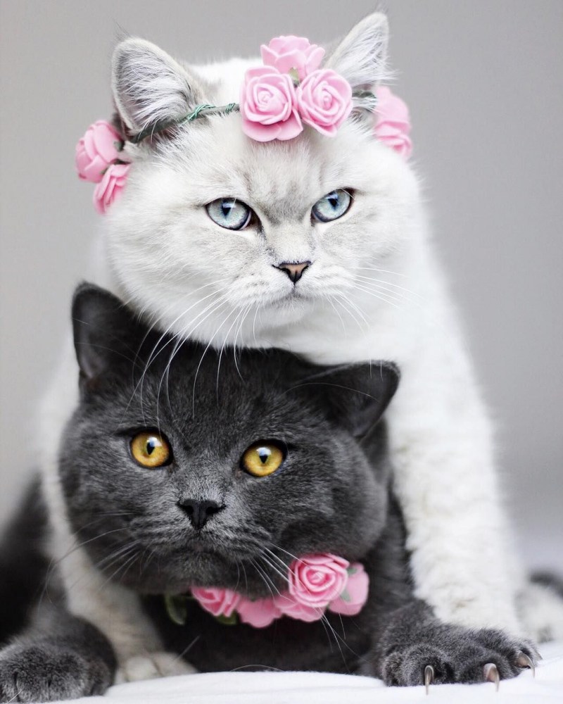 Красивые кошки