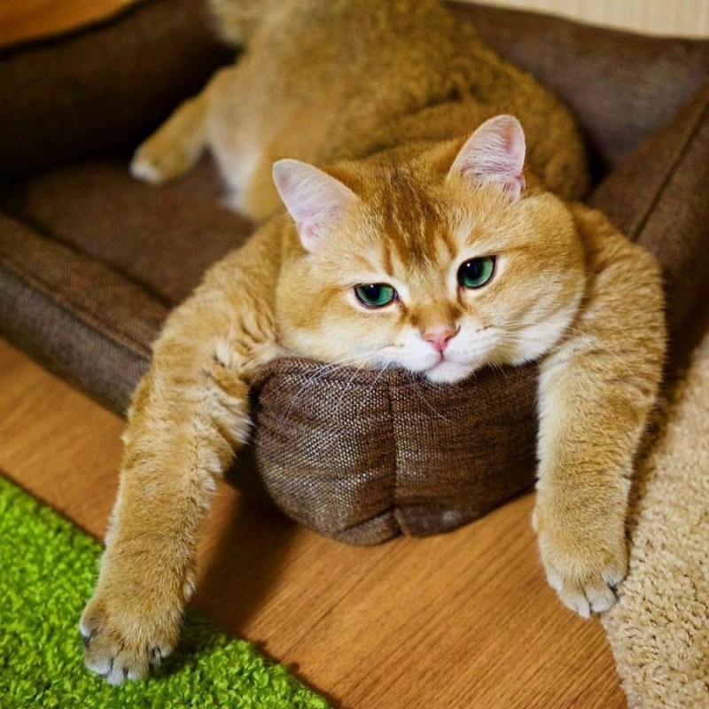 Скоттиш страйт Хосико