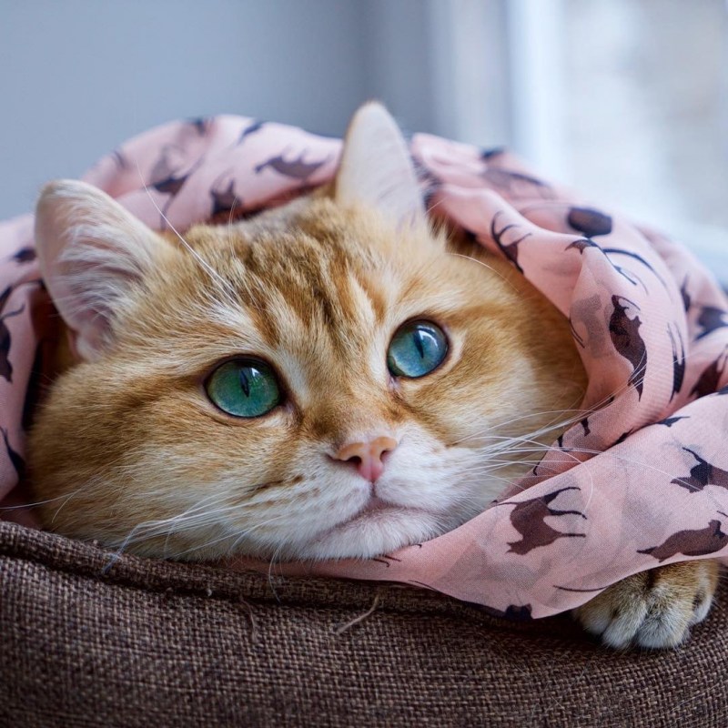Рыжий кот Хосико