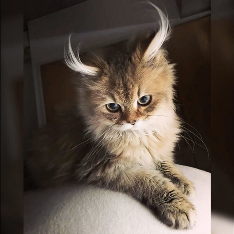Красивые коты