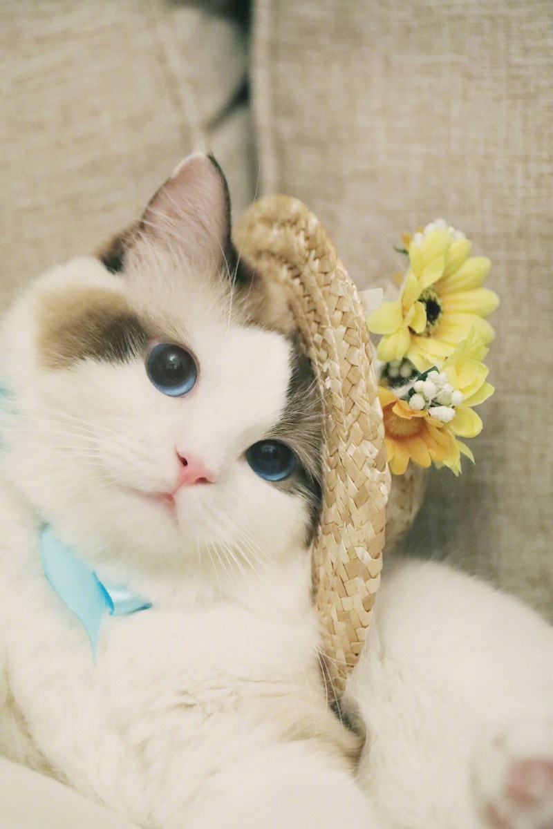 Милые кошечки