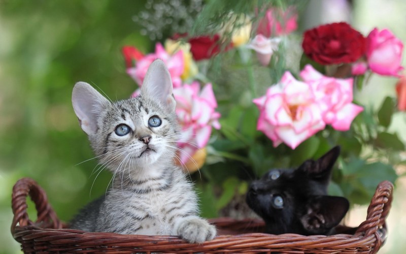 Красивые котята с цветами