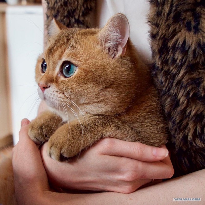 Hocico Cat порода