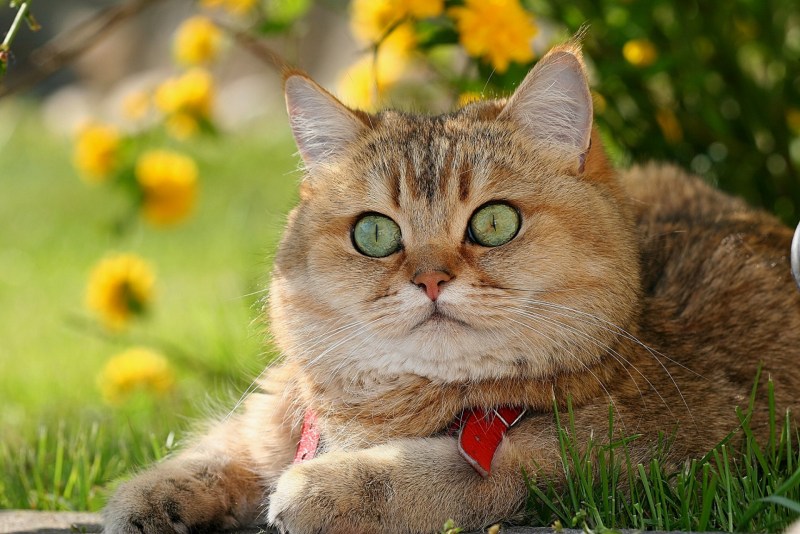 Летний кот