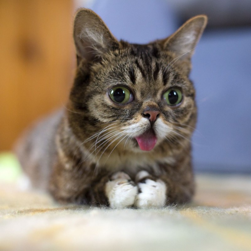 Lil Bub кошка
