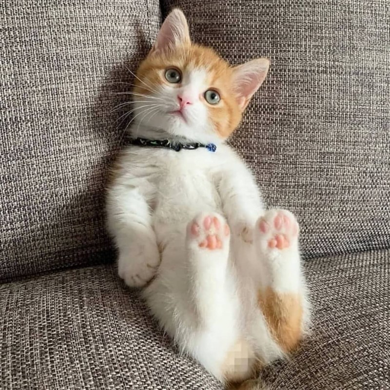 Рыжий котенок с белыми лапками
