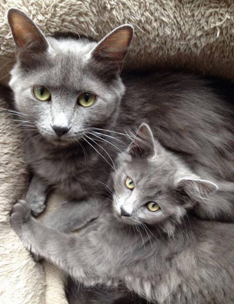 Серая кошка с котятами