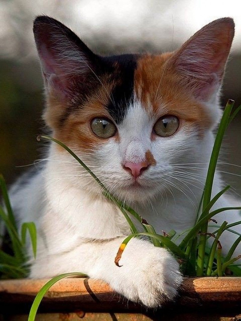 Кошка красавица
