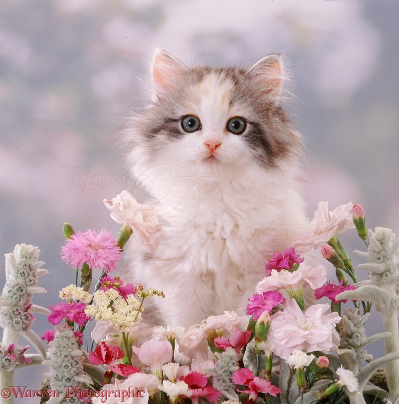 Красивые кошечки