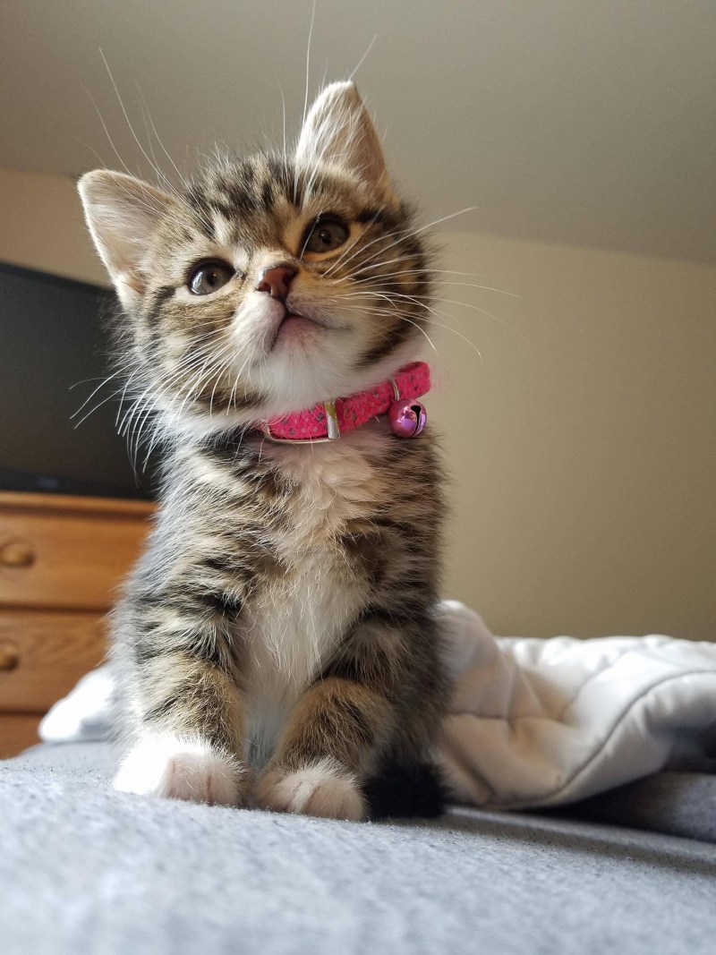 Смешные котята