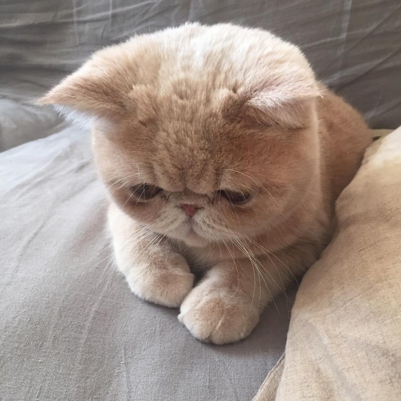 Кошка с приплюснутым носом