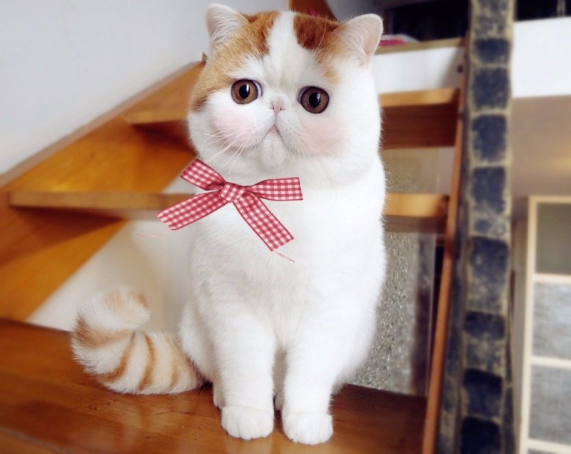 Кошки экзоты Снупи