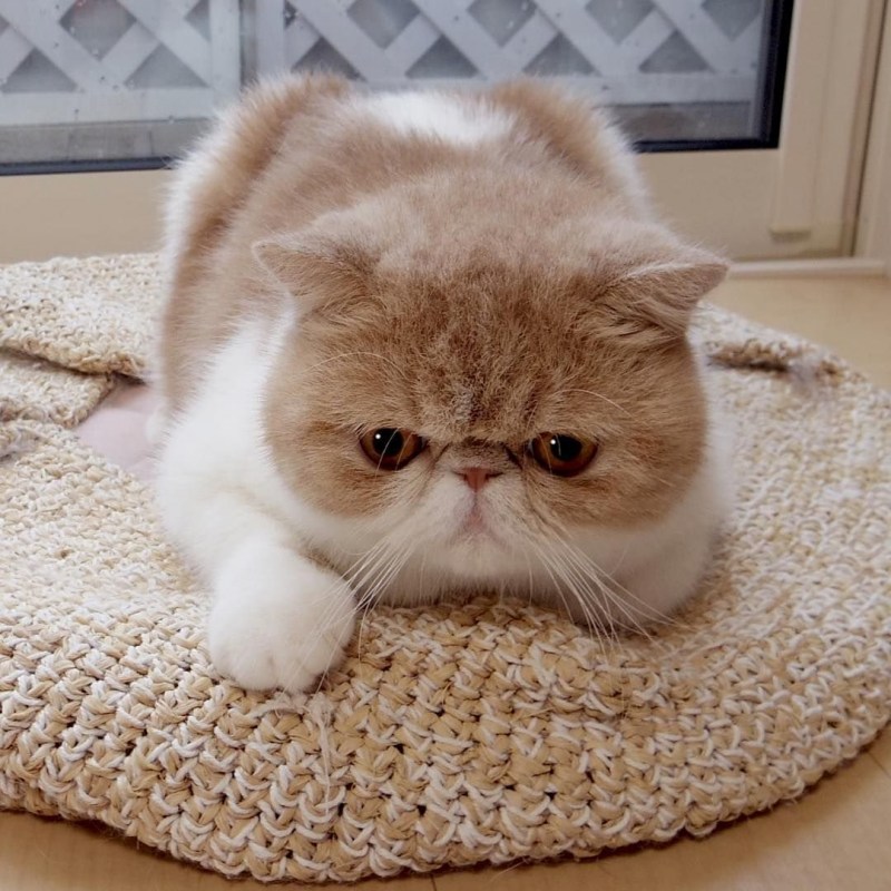 Кошка с плоской мордой