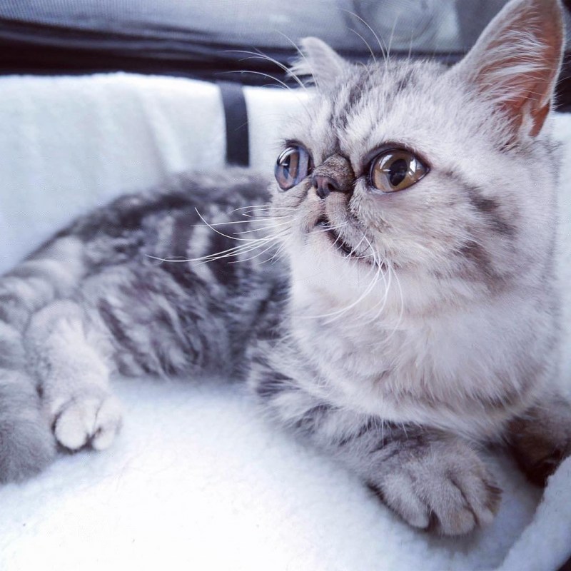 Кошки экзоты короткошерстные