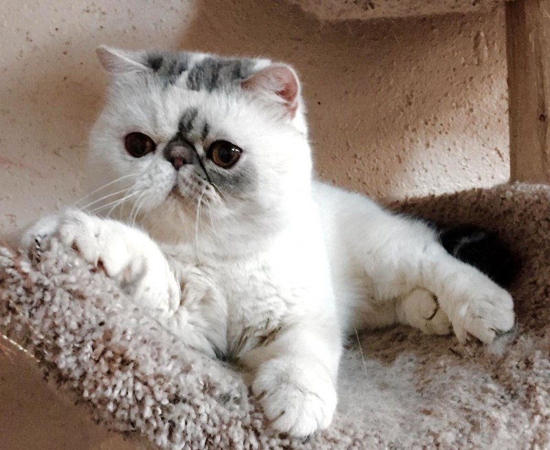 Кошки экзоты вислоухие