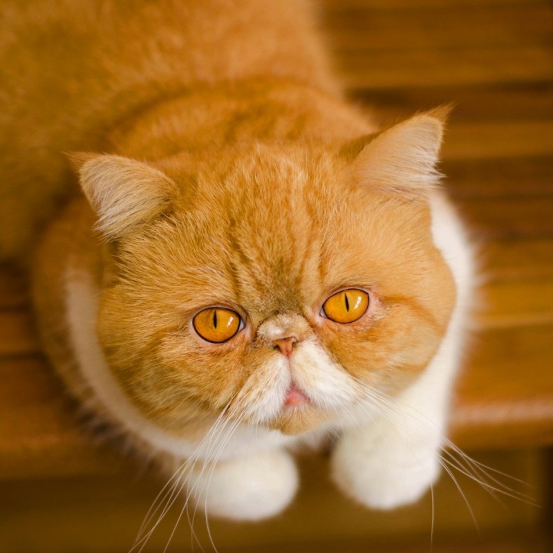 Персидский кот экзот рыжий