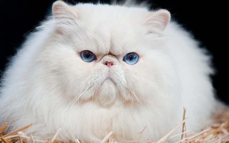 Персидская кошка белая