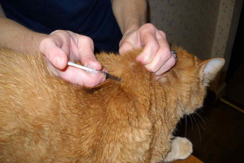 Укол коту внутримышечно