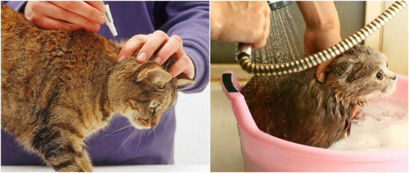 Подкожные инъекции кошке в лапы и хвост