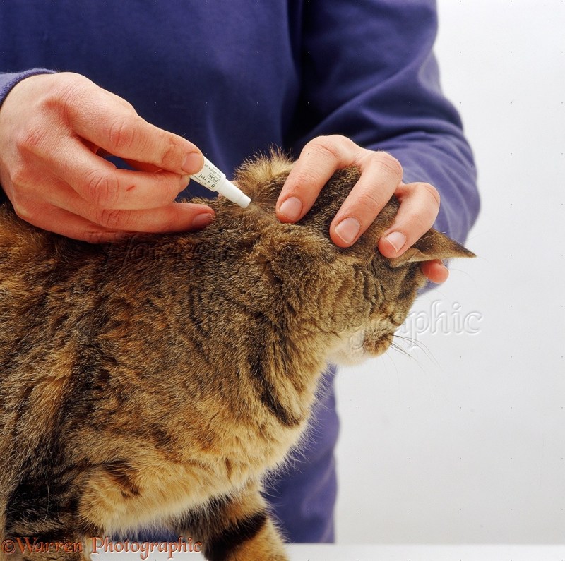 Укол коту