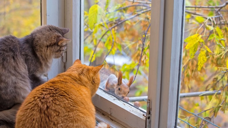 Кот осень