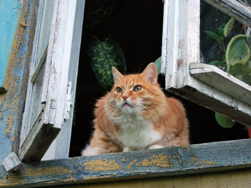 Рыжий кот на окне