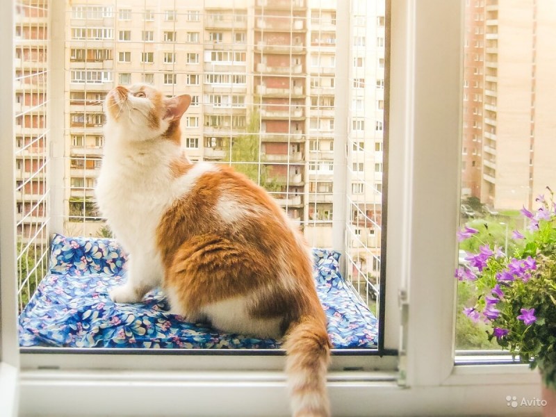 Кошачий балкон