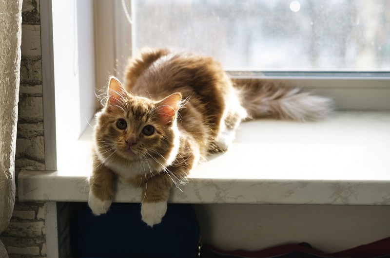 Кот на подоконнике