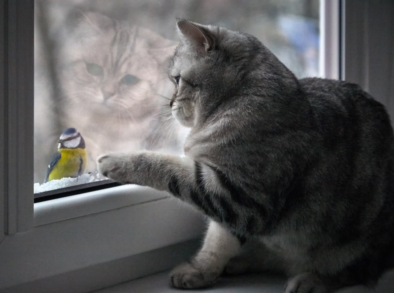 Британский кот на окне