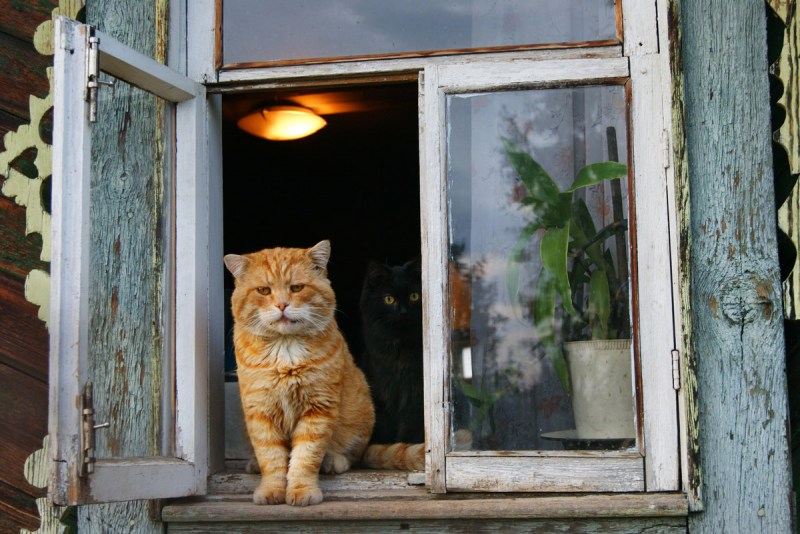 Деревенский кот