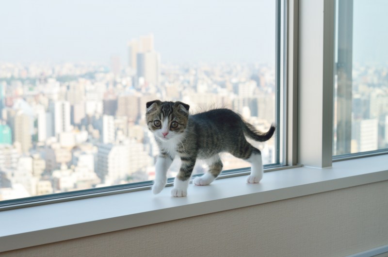 Кошка на подоконнике