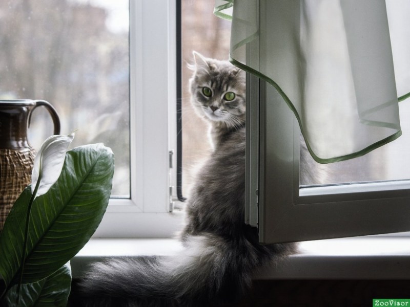 Котик на подоконнике